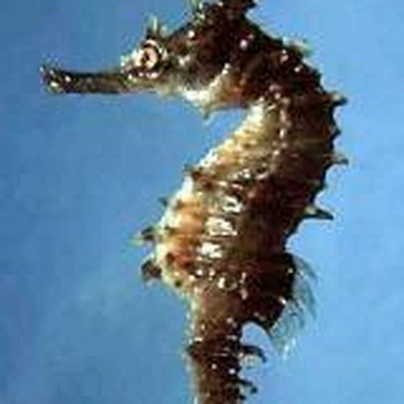 How do lungfish survive in oxygen poor water?