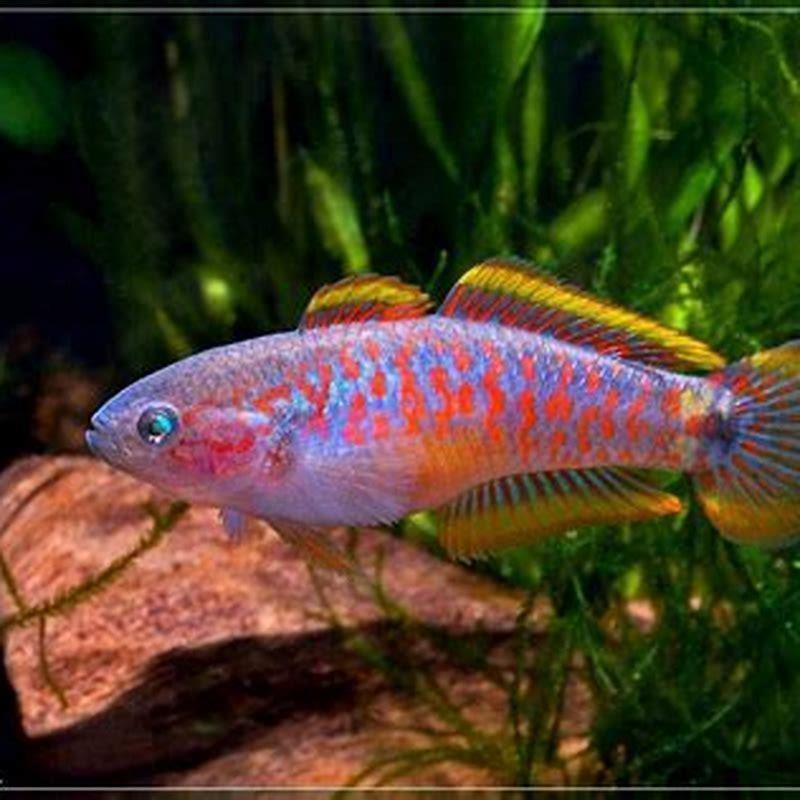 how-do-peacock-gobies-breed-diy-seattle