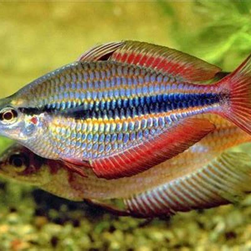 how-do-rainbowfish-reproduce-diy-seattle