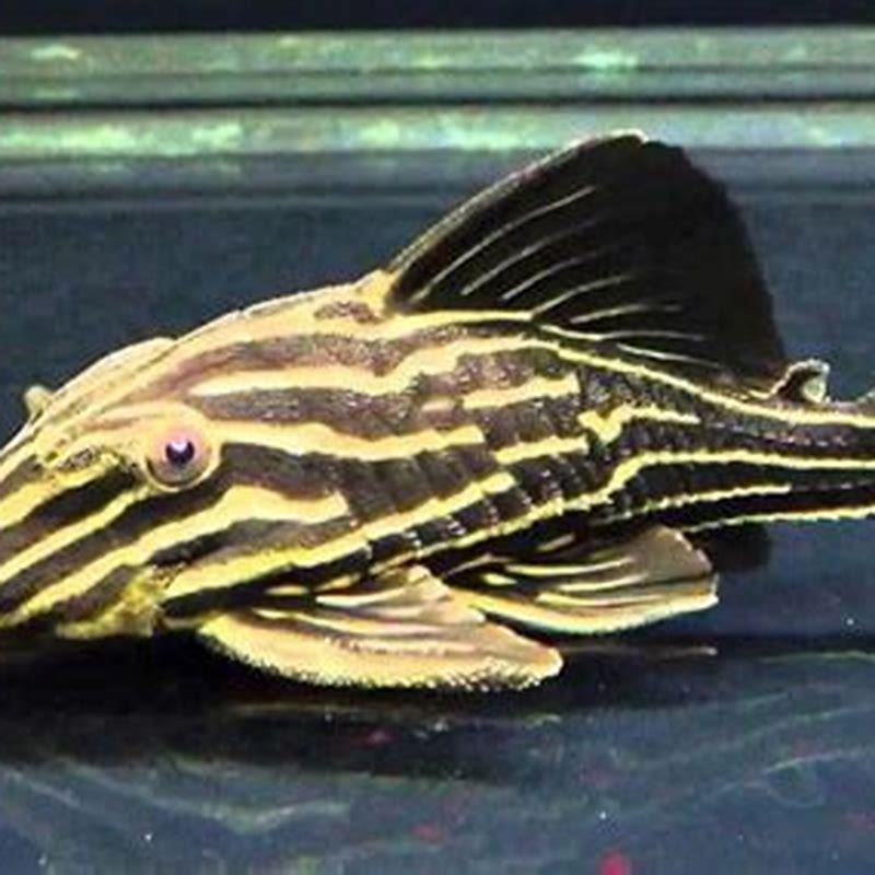 How do you breed a royal pleco? - DIY Seattle