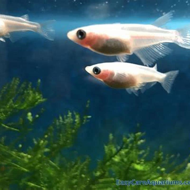 How do you care for a ricefish?