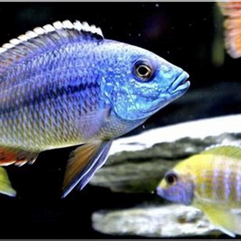 How do you deal with aggressive peacock cichlids?