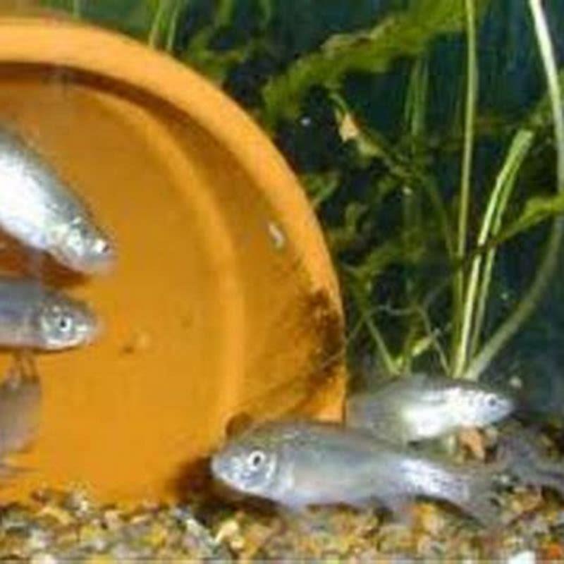 How do you fish with fathead minnows?