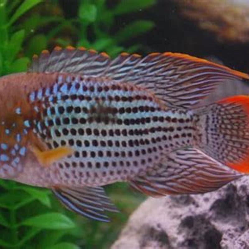 How do you keep Green Terror cichlids?