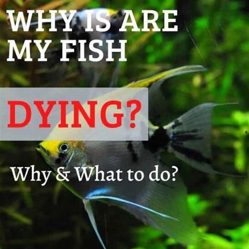 Beautiful view of Preventing Bacterial Infections In Fish Tanks