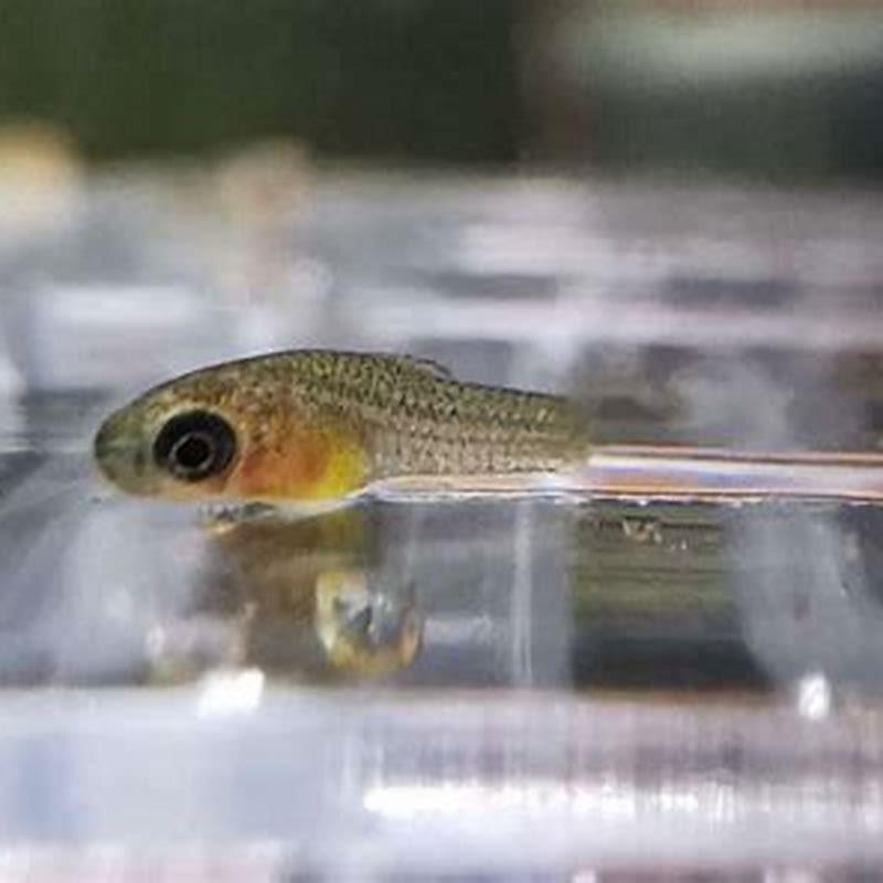 How do you take care of a platy fish?