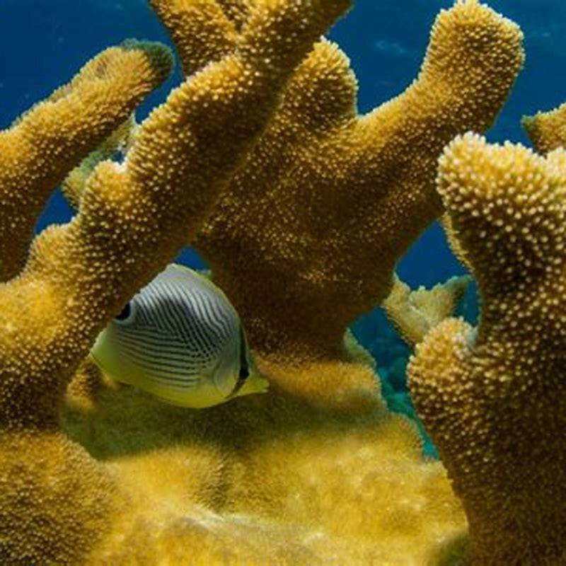 How do you take care of a Threadfin Rainbowfish?
