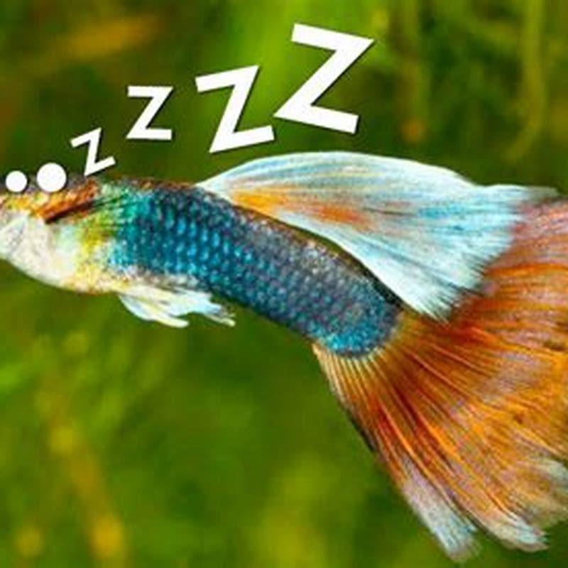How do you take care of guppies in an aquarium?