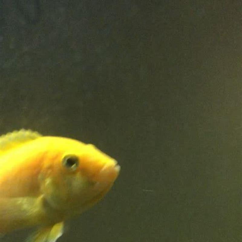 How do you tell if a cichlid is holding eggs?