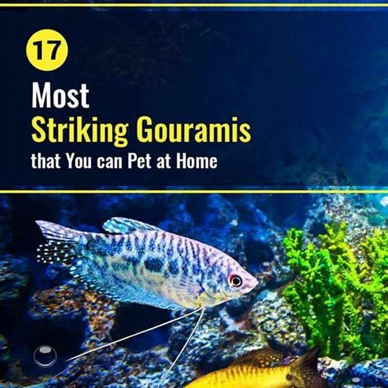 How do you tell if a gourami is stressed?