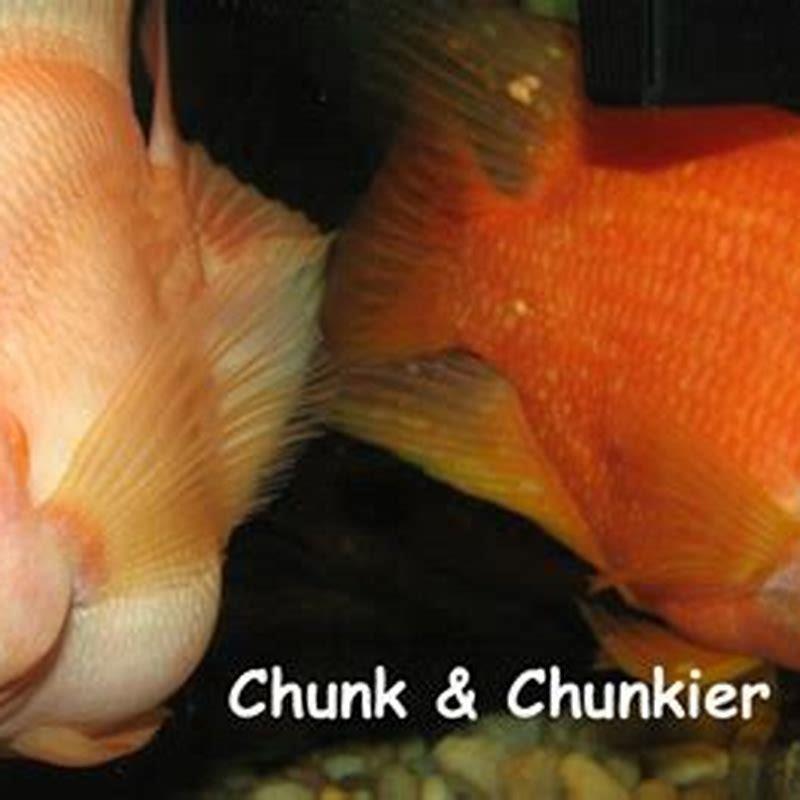 How do you tell if your cichlids are happy?