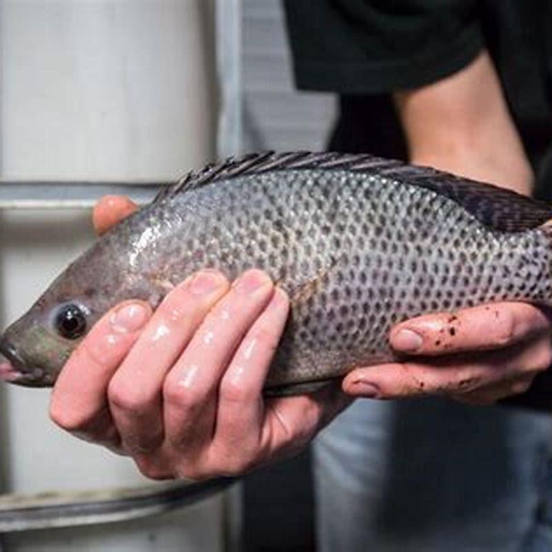 How does tilapia fish reproduce? - DIY Seattle