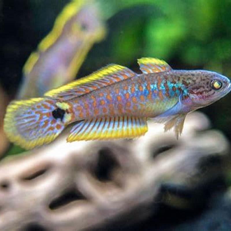 How fast do Peacock Gudgeons grow?