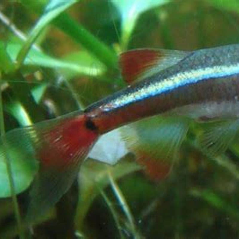 How fast do white cloud minnows grow?