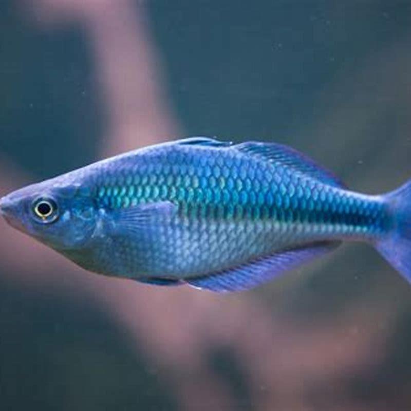 How hard is it to breed rainbow fish?