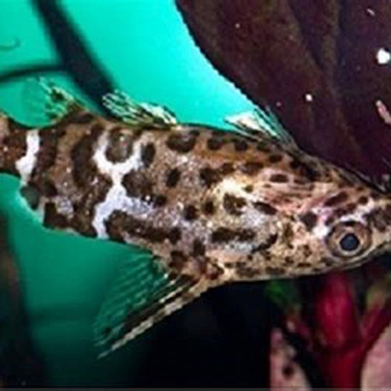How large does an upside-down catfish get?