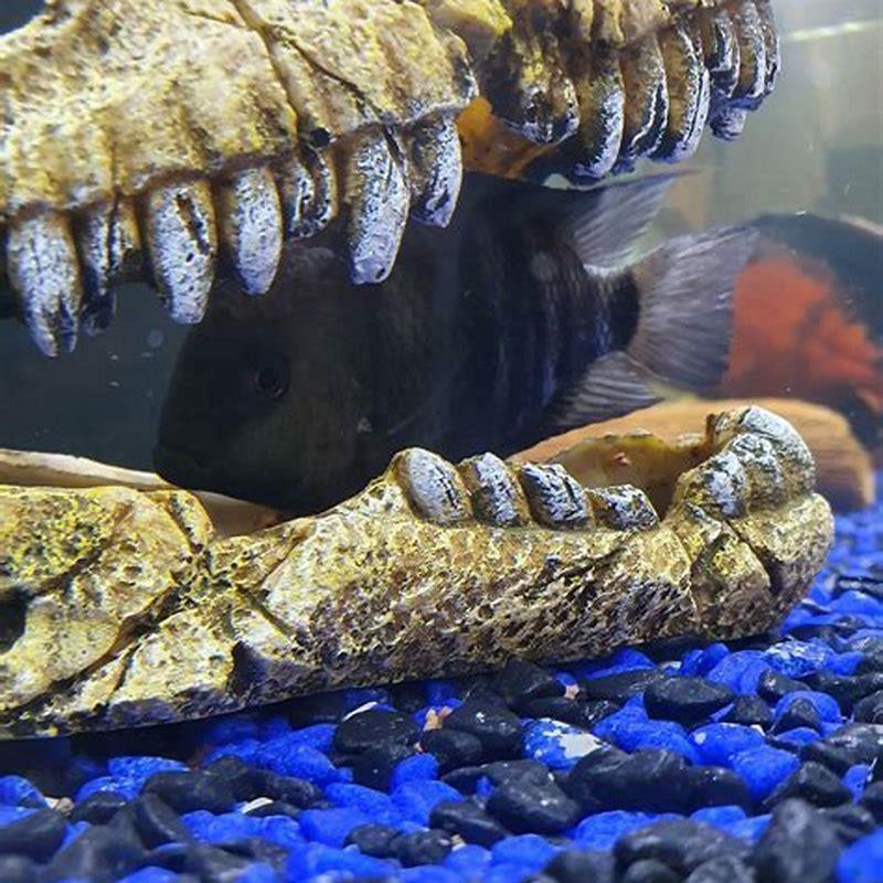 How long can a clown loach live without food?