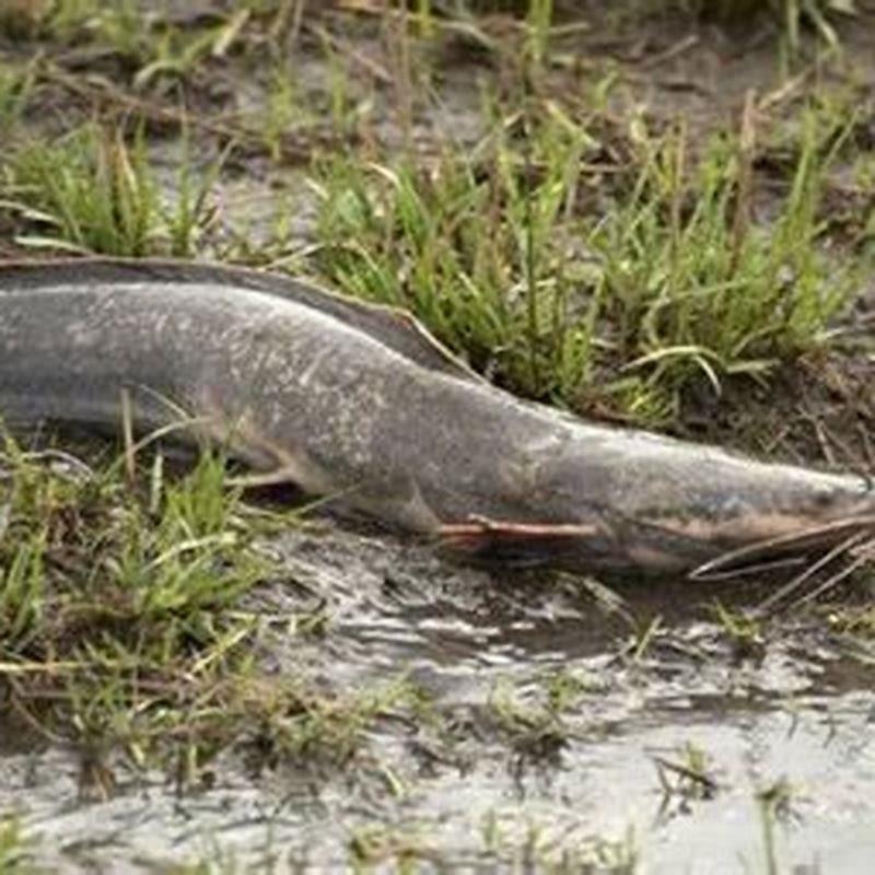 How long can Armoured catfish stay on land?