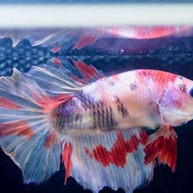 how-long-can-i-leave-my-fish-without-feeding-them-diy-seattle