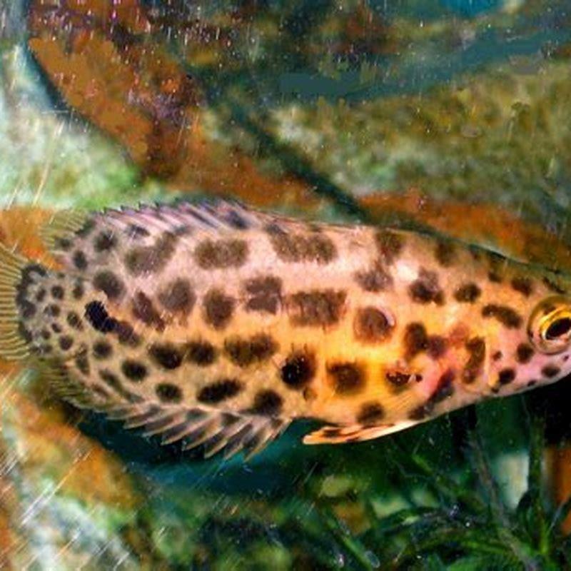 How long do African leaf fish live?