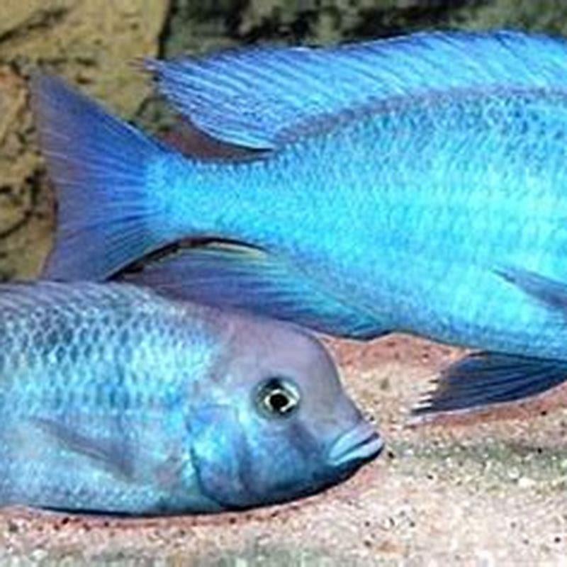 How long do Blue Dolphin cichlids live?