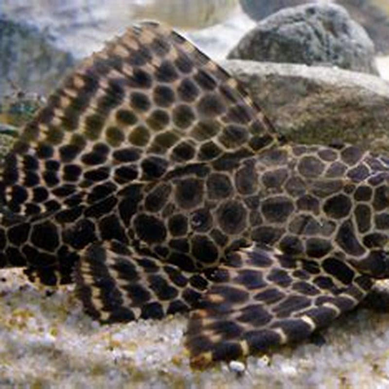 How long do catfish live in aquariums?