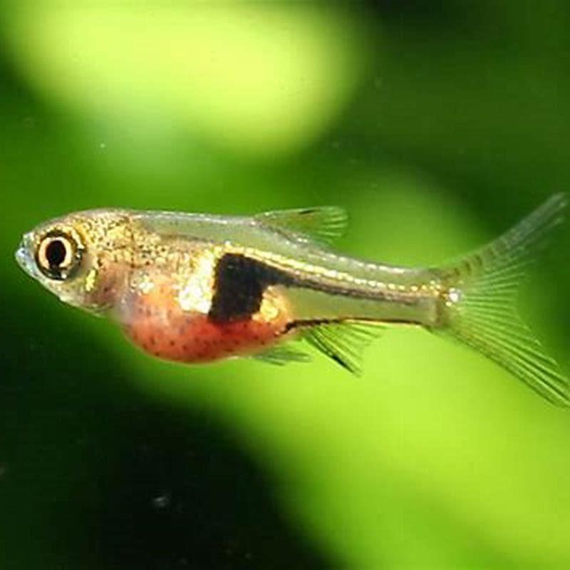 How long do fish hold their babies?