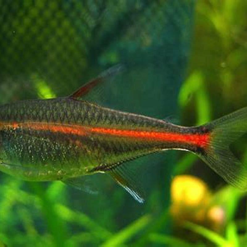 How long do glowlight tetras live for?