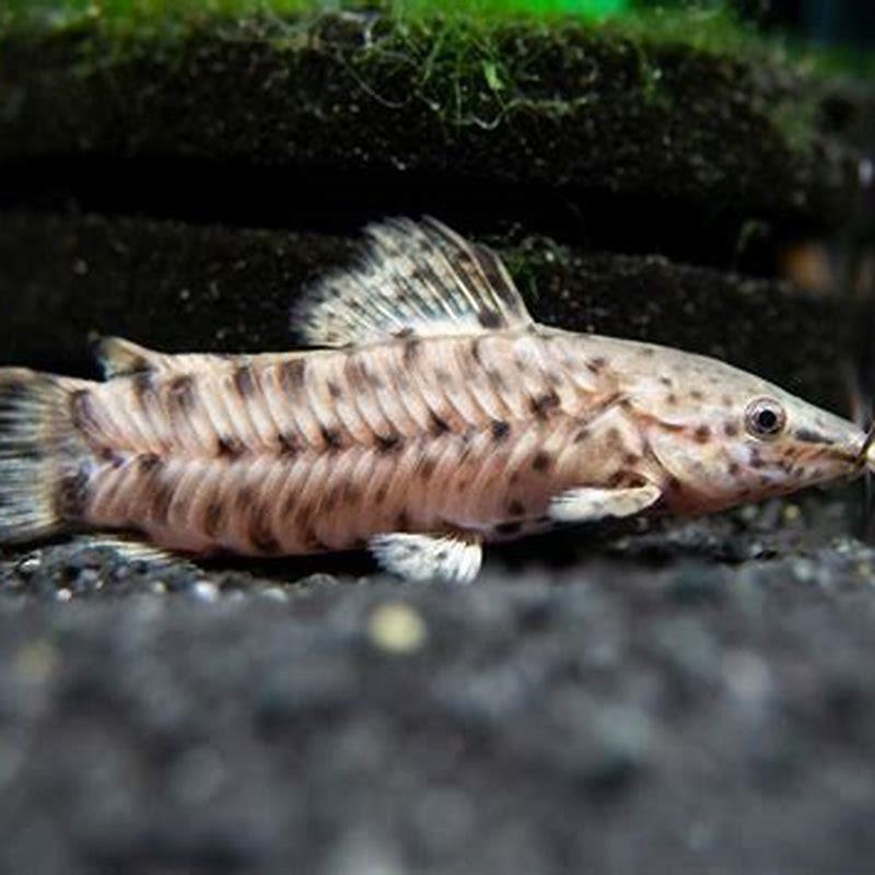 How long do hoplo catfish live?