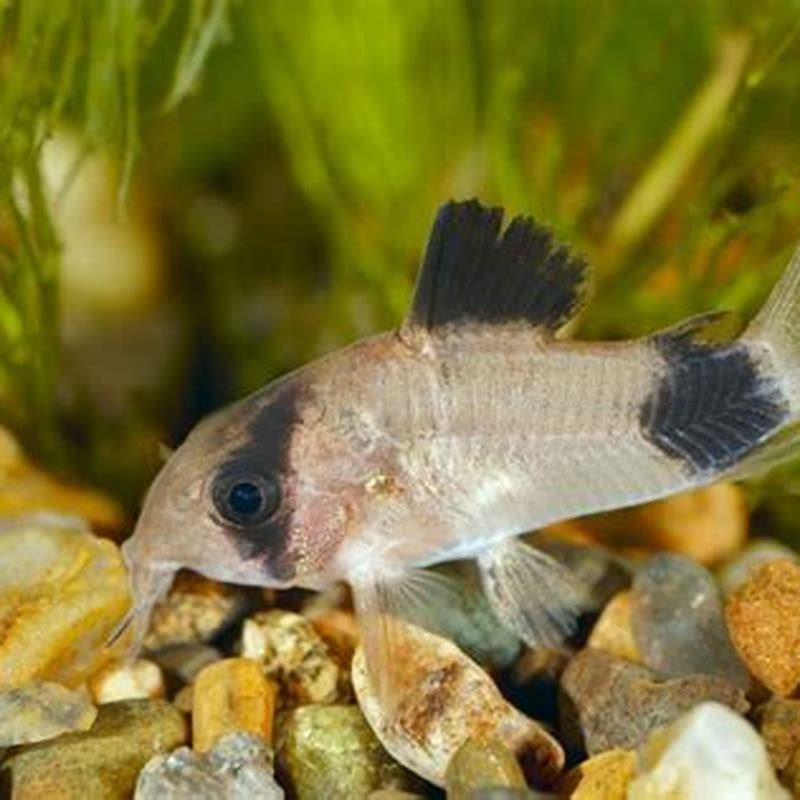 How long do Panda Cory Catfish live?