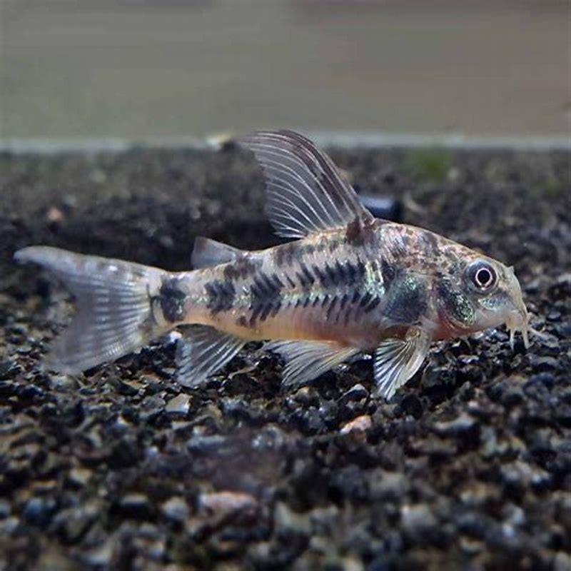 How long do pepper corydoras live?