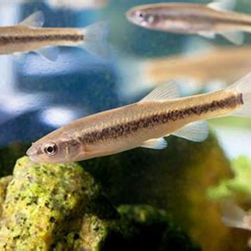 How long do pet minnows live? DIY Seattle How long do pet minnows live? DIY Seattle