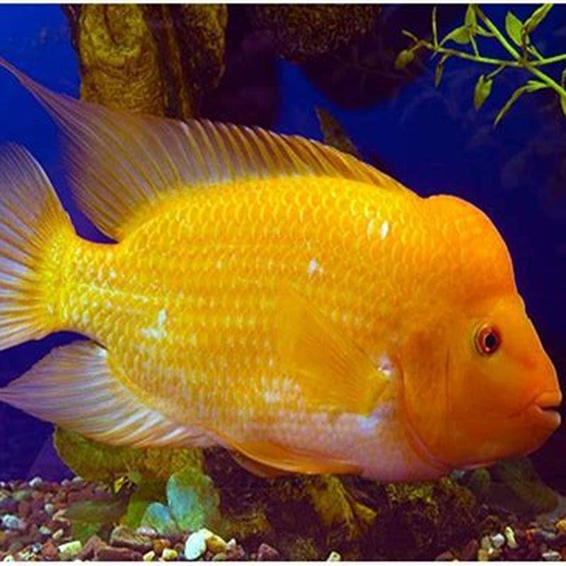 How long do Red Devils live?
