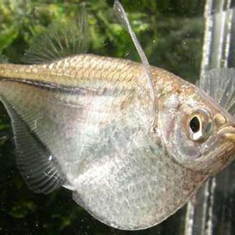 How long do Silver Hatchetfish live?