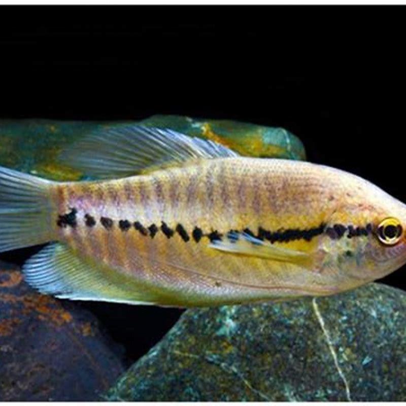How long do snakeskin gourami live?