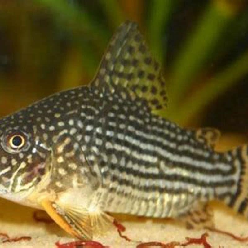 How long do Sterbai Corydoras live for?