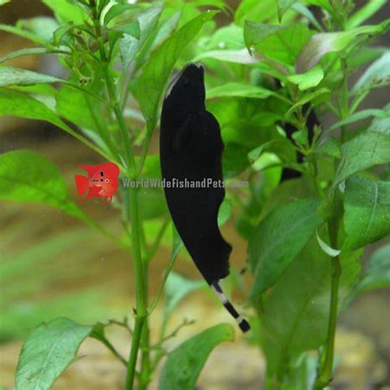 How long does a black ghost knife fish live?