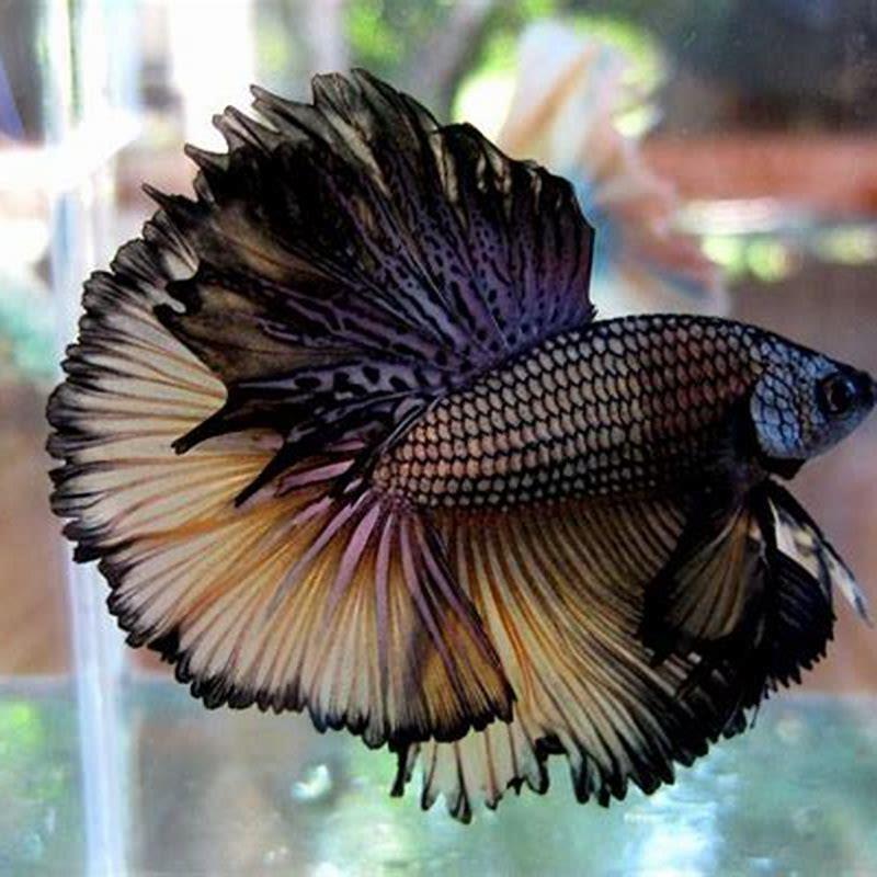 How long does a half moon betta live?