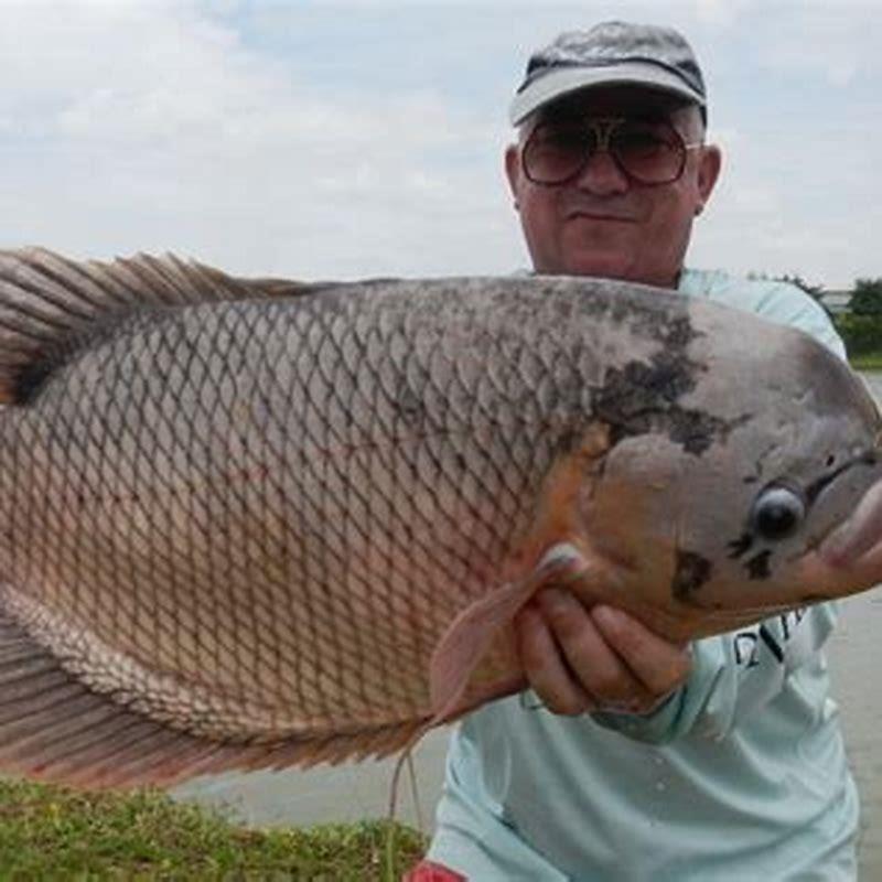 How long does giant gourami live?