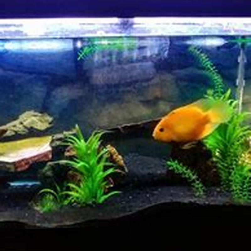 How long does it take for cichlids to get full size?