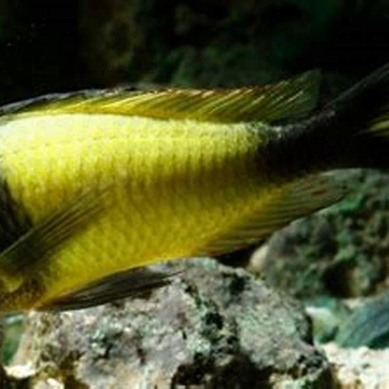 How long does it take for tropheus to mature?