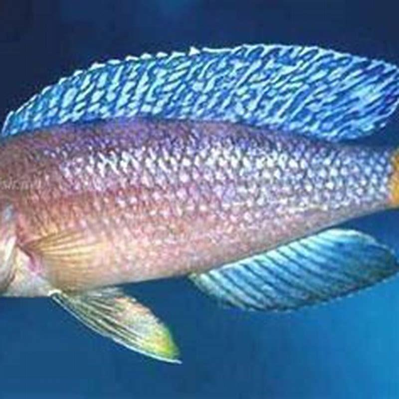 How many Blue Acara should be kept together?