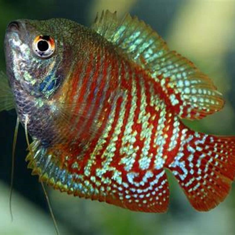 How many blue Gouramis can be kept together?