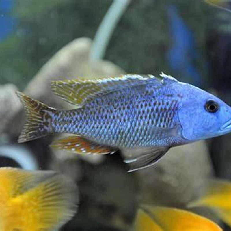 how-many-breeds-of-cichlids-are-there-diy-seattle