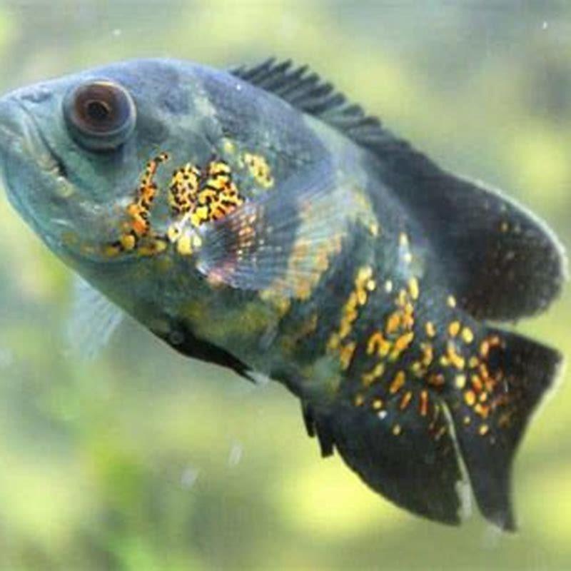 How many cichlids should be kept together?