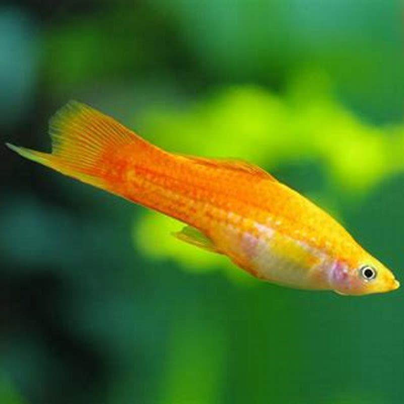 How many cichlids should I keep?