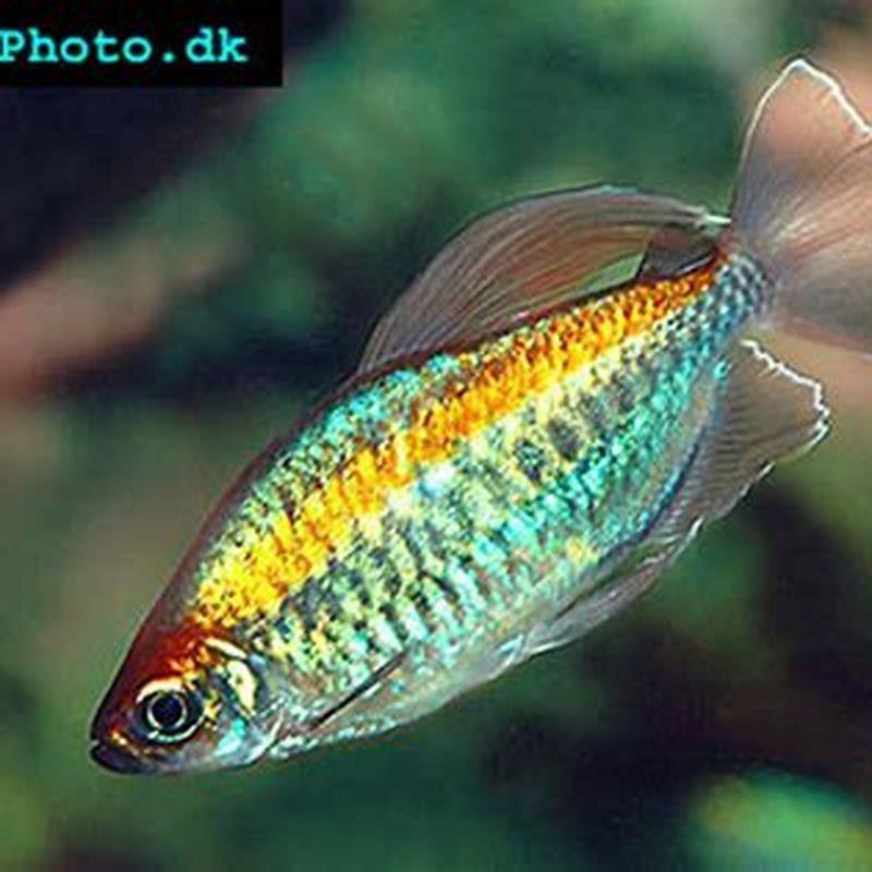 How many Congo Tetra should be kept together?