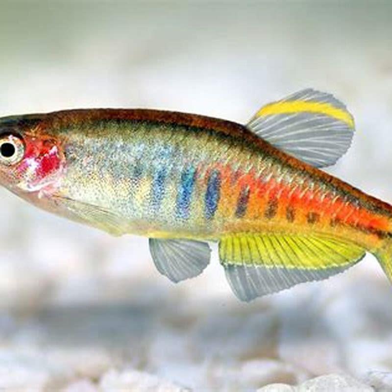 How many danios should be kept together?