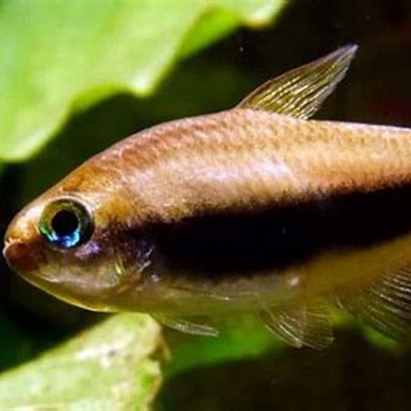 How many Emperor Tetras should be kept together?