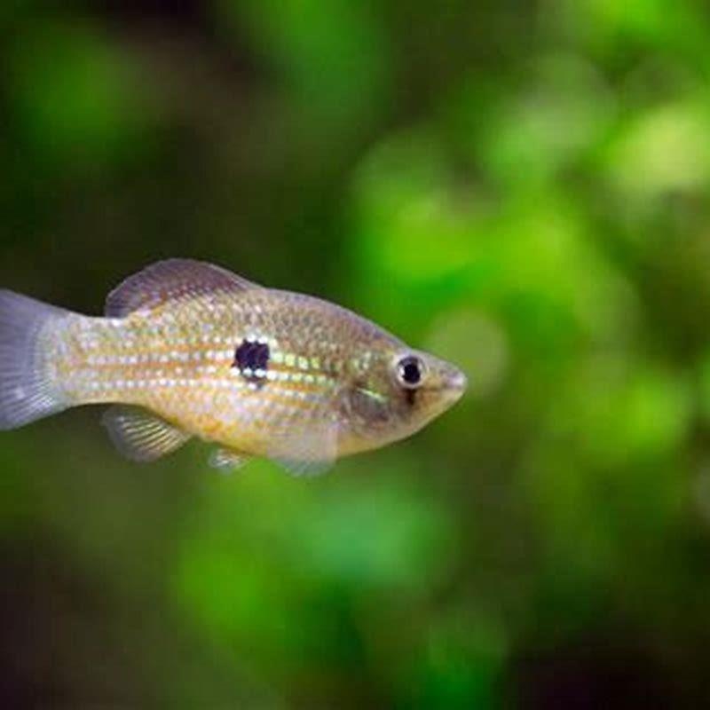 How many Flagfish should be kept together?